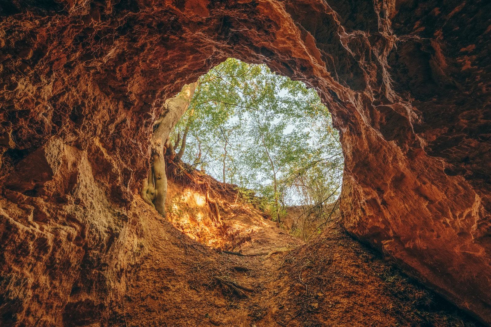 Which Frog Are You? 🐸